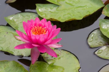 Bu güzel nilüfer çiçeği ya da nilüfer çiçeği derin mavi su yüzeyinin zengin renkleri tarafından iltifat edilir. Doymuş renkler ve canlı detaylar bunu neredeyse gerçeküstü bir görüntü yapar..
