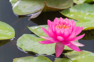 Bu güzel nilüfer çiçeği ya da nilüfer çiçeği derin mavi su yüzeyinin zengin renkleri tarafından iltifat edilir. Doymuş renkler ve canlı detaylar bunu neredeyse gerçeküstü bir görüntü yapar..