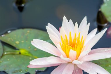 Bu güzel nilüfer çiçeği ya da nilüfer çiçeği derin mavi su yüzeyinin zengin renkleri tarafından iltifat edilir. Doymuş renkler ve canlı detaylar bunu neredeyse gerçeküstü bir görüntü yapar..