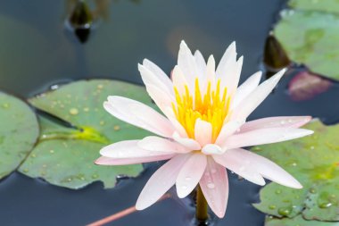 Bu güzel nilüfer çiçeği ya da nilüfer çiçeği derin mavi su yüzeyinin zengin renkleri tarafından iltifat edilir. Doymuş renkler ve canlı detaylar bunu neredeyse gerçeküstü bir görüntü yapar..