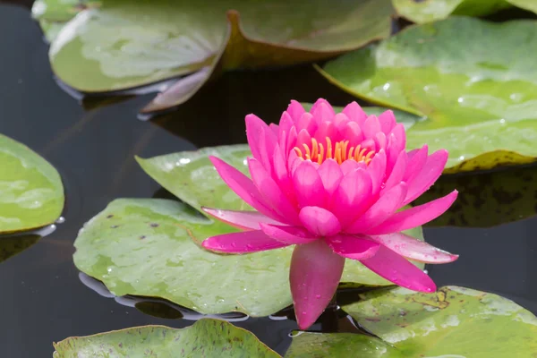 Diese Wunderschöne Seerose Oder Lotusblume Wird Durch Die Satten Farben — Stockfoto