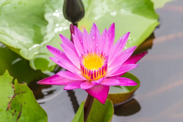 Beautiful Waterlily Lotus Flower Complimented Rich Colors Deep Blue Water — Stock Photo, Image