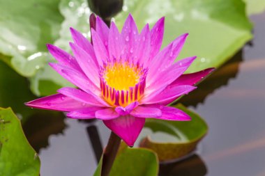 Bu güzel nilüfer çiçeği ya da nilüfer çiçeği derin mavi su yüzeyinin zengin renkleri tarafından iltifat edilir. Doymuş renkler ve canlı detaylar bunu neredeyse gerçeküstü bir görüntü yapar..