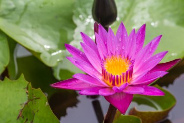 Bu güzel nilüfer çiçeği ya da nilüfer çiçeği derin mavi su yüzeyinin zengin renkleri tarafından iltifat edilir. Doymuş renkler ve canlı detaylar bunu neredeyse gerçeküstü bir görüntü yapar..