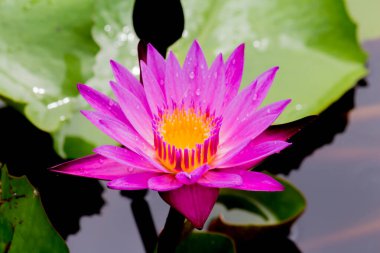 Bu güzel nilüfer çiçeği ya da nilüfer çiçeği derin mavi su yüzeyinin zengin renkleri tarafından iltifat edilir. Doymuş renkler ve canlı detaylar bunu neredeyse gerçeküstü bir görüntü yapar..