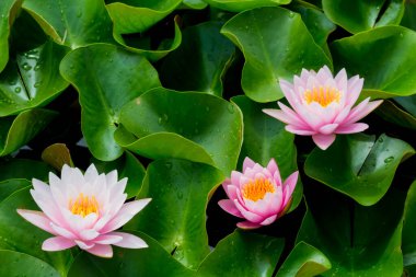 Bu güzel nilüfer çiçeği ya da nilüfer çiçeği derin mavi su yüzeyinin zengin renkleri tarafından iltifat edilir. Doymuş renkler ve canlı detaylar bunu neredeyse gerçeküstü bir görüntü yapar..