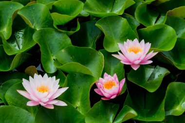 Bu güzel nilüfer çiçeği ya da nilüfer çiçeği derin mavi su yüzeyinin zengin renkleri tarafından iltifat edilir. Doymuş renkler ve canlı detaylar bunu neredeyse gerçeküstü bir görüntü yapar..