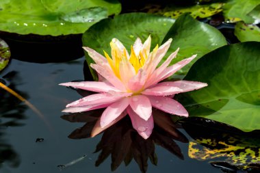 Bu güzel nilüfer çiçeği ya da nilüfer çiçeği derin mavi su yüzeyinin zengin renkleri tarafından iltifat edilir. Doymuş renkler ve canlı detaylar bunu neredeyse gerçeküstü bir görüntü yapar..