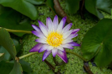 Bu güzel nilüfer çiçeği ya da nilüfer çiçeği derin mavi su yüzeyinin zengin renkleri tarafından iltifat edilir. Doymuş renkler ve canlı detaylar bunu neredeyse gerçeküstü bir görüntü yapar..