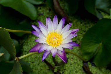 Bu güzel nilüfer çiçeği ya da nilüfer çiçeği derin mavi su yüzeyinin zengin renkleri tarafından iltifat edilir. Doymuş renkler ve canlı detaylar bunu neredeyse gerçeküstü bir görüntü yapar..