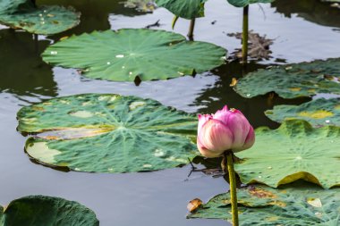 Bu güzel nilüfer çiçeği ya da nilüfer çiçeği derin mavi su yüzeyinin zengin renkleri tarafından iltifat edilir. Doymuş renkler ve canlı detaylar bunu neredeyse gerçeküstü bir görüntü yapar..