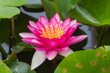 Bu güzel nilüfer çiçeği ya da nilüfer çiçeği derin mavi su yüzeyinin zengin renkleri tarafından iltifat edilir. Doymuş renkler ve canlı detaylar bunu neredeyse gerçeküstü bir görüntü yapar..