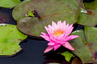 Bu güzel nilüfer çiçeği ya da nilüfer çiçeği derin mavi su yüzeyinin zengin renkleri tarafından iltifat edilir. Doymuş renkler ve canlı detaylar bunu neredeyse gerçeküstü bir görüntü yapar..