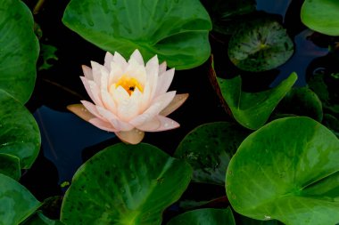 Bu güzel nilüfer çiçeği ya da nilüfer çiçeği derin mavi su yüzeyinin zengin renkleri tarafından iltifat edilir. Doymuş renkler ve canlı detaylar bunu neredeyse gerçeküstü bir görüntü yapar..