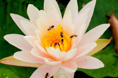 Bu güzel nilüfer çiçeği ya da nilüfer çiçeği derin mavi su yüzeyinin zengin renkleri tarafından iltifat edilir. Doymuş renkler ve canlı detaylar bunu neredeyse gerçeküstü bir görüntü yapar..
