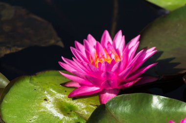 Bu güzel nilüfer çiçeği ya da nilüfer çiçeği derin mavi su yüzeyinin zengin renkleri tarafından iltifat edilir. Doymuş renkler ve canlı detaylar bunu neredeyse gerçeküstü bir görüntü yapar..