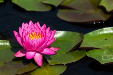 Bu güzel nilüfer çiçeği ya da nilüfer çiçeği derin mavi su yüzeyinin zengin renkleri tarafından iltifat edilir. Doymuş renkler ve canlı detaylar bunu neredeyse gerçeküstü bir görüntü yapar..