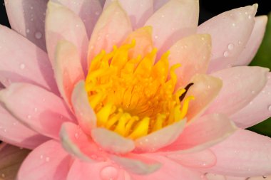 Bu güzel nilüfer çiçeği ya da nilüfer çiçeği derin mavi su yüzeyinin zengin renkleri tarafından iltifat edilir. Doymuş renkler ve canlı detaylar bunu neredeyse gerçeküstü bir görüntü yapar..