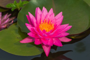 Bu güzel nilüfer çiçeği ya da nilüfer çiçeği derin mavi su yüzeyinin zengin renkleri tarafından iltifat edilir. Doymuş renkler ve canlı detaylar bunu neredeyse gerçeküstü bir görüntü yapar..