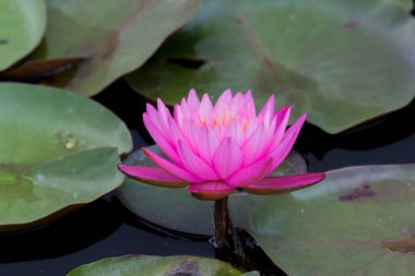 Bu güzel nilüfer çiçeği ya da nilüfer çiçeği derin mavi su yüzeyinin zengin renkleri tarafından iltifat edilir. Doymuş renkler ve canlı detaylar bunu neredeyse gerçeküstü bir görüntü yapar..
