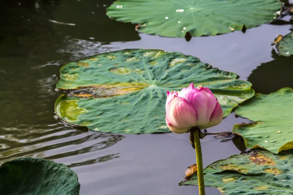 Esta Bela Flor Lírio Lótus Complementada Pelas Cores Ricas Superfície — Fotografia de Stock