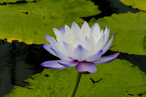 この美しい睡蓮や蓮の花は 深い青色の水面の豊かな色によって賞賛されています 彩度の高い色と鮮やかなディテールは これをほぼシュールなイメージにします — ストック写真