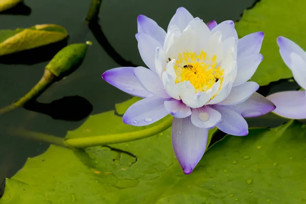 Esta Bela Flor Lírio Lótus Complementada Pelas Cores Ricas Superfície — Fotografia de Stock