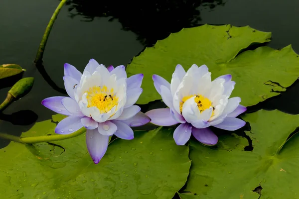 この美しい睡蓮や蓮の花は 深い青色の水面の豊かな色によって賞賛されています 彩度の高い色と鮮やかなディテールは これをほぼシュールなイメージにします — ストック写真