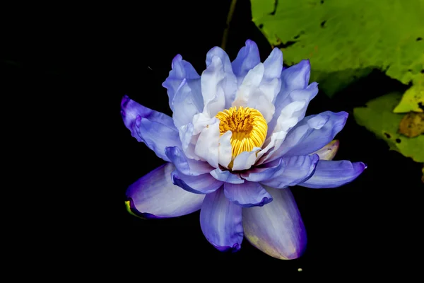 Beautiful Waterlily Lotus Flower Complimented Rich Colors Deep Blue Water — Stock Photo, Image