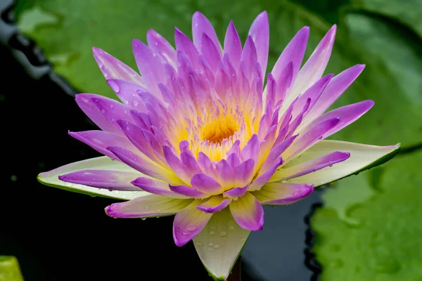 Diese Wunderschöne Seerose Oder Lotusblume Wird Durch Die Satten Farben — Stockfoto