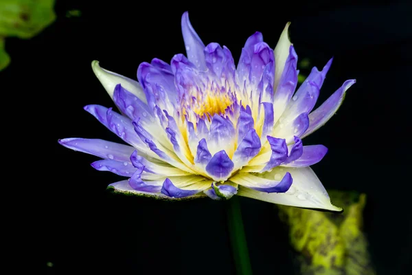 Cette Belle Fleur Nénuphar Lotus Est Complétée Par Les Riches — Photo