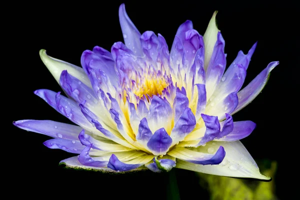 Beautiful Waterlily Lotus Flower Complimented Rich Colors Deep Blue Water — Stock Photo, Image