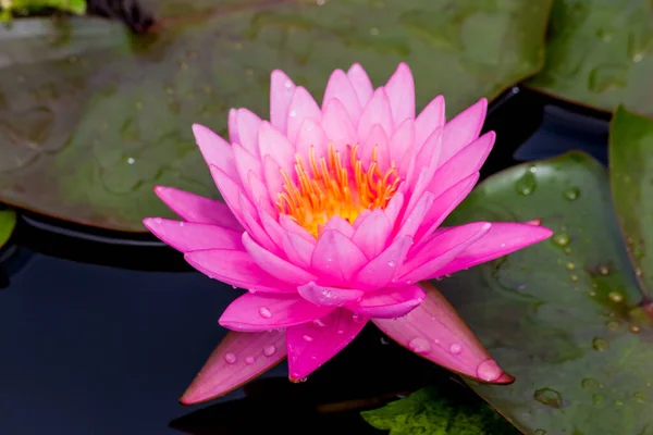 Beautiful Waterlily Lotus Flower Complimented Rich Colors Deep Blue Water — Stock Photo, Image