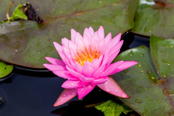 Beautiful Waterlily Lotus Flower Complimented Rich Colors Deep Blue Water — Stock Photo, Image