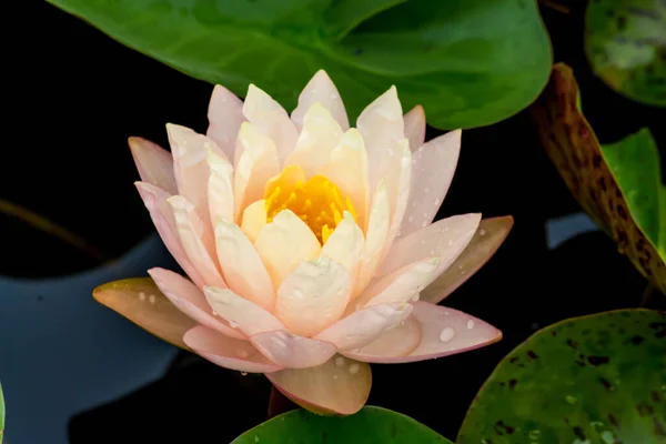 Diese Wunderschöne Seerose Oder Lotusblume Wird Durch Die Satten Farben — Stockfoto