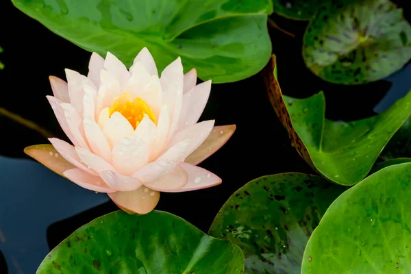 Beautiful Waterlily Lotus Flower Complimented Rich Colors Deep Blue Water — Stock Photo, Image