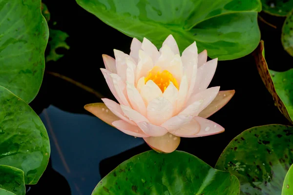 Cette Belle Fleur Nénuphar Lotus Est Complétée Par Les Riches — Photo