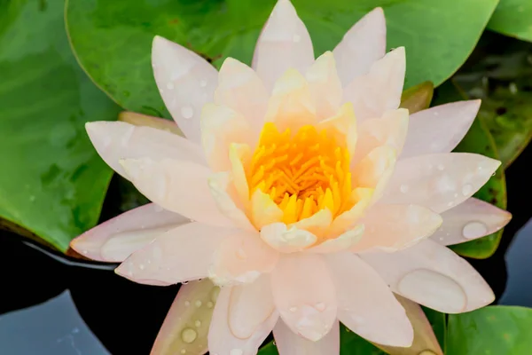 Beautiful Waterlily Lotus Flower Complimented Rich Colors Deep Blue Water — Stock Photo, Image