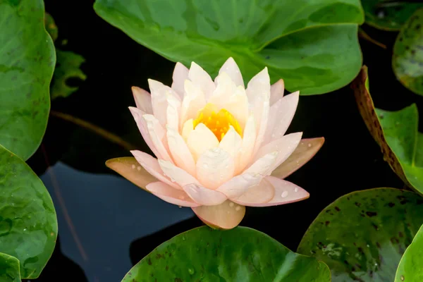 この美しい睡蓮や蓮の花は 深い青色の水面の豊かな色によって賞賛されています 彩度の高い色と鮮やかなディテールは これをほぼシュールなイメージにします — ストック写真