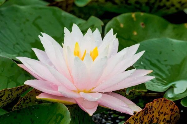 この美しい睡蓮や蓮の花は 深い青色の水面の豊かな色によって賞賛されています 彩度の高い色と鮮やかなディテールは これをほぼシュールなイメージにします — ストック写真