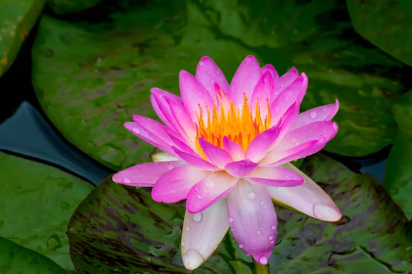 Questo Bellissimo Fiore Ninfee Loto Complimenta Con Ricchi Colori Della — Foto Stock