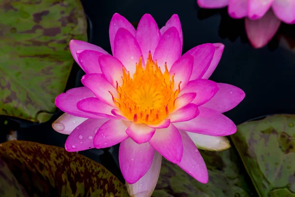 Esta Bela Flor Lírio Lótus Complementada Pelas Cores Ricas Superfície — Fotografia de Stock