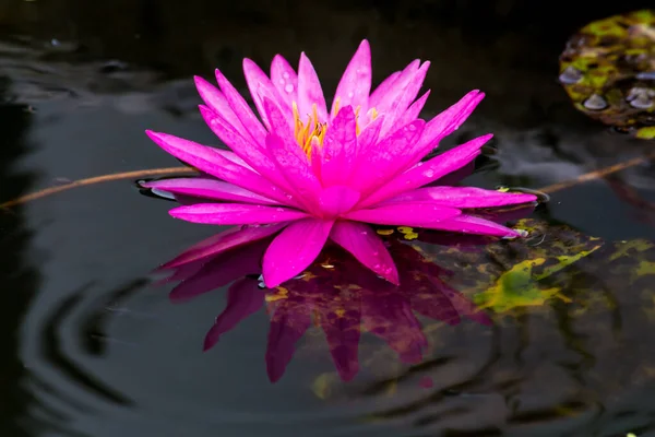 Esta Bela Flor Lírio Lótus Complementada Pelas Cores Ricas Superfície — Fotografia de Stock