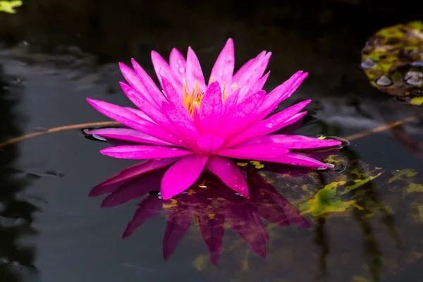 Beautiful Waterlily Lotus Flower Complimented Rich Colors Deep Blue Water — Stock Photo, Image