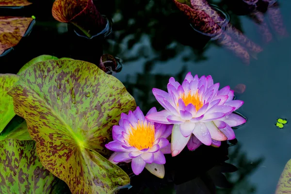 Beautiful Waterlily Lotus Flower Complimented Rich Colors Deep Blue Water — Stock Photo, Image