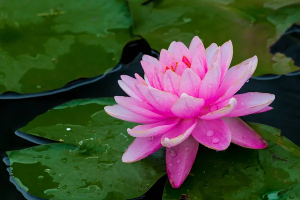 Deze Prachtige Waterlelie Lotusbloem Wordt Gecomplimenteerd Door Rijke Kleuren Van — Stockfoto