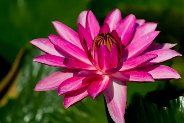 Esta Bela Flor Lírio Lótus Complementada Pelas Cores Ricas Superfície — Fotografia de Stock