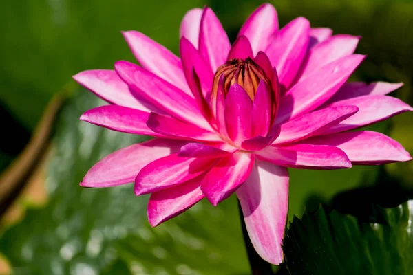 Cette Belle Fleur Nénuphar Lotus Est Complétée Par Les Riches — Photo