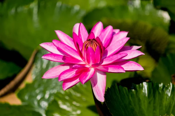Esta Bela Flor Lírio Lótus Complementada Pelas Cores Ricas Superfície — Fotografia de Stock
