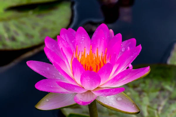 Beautiful Waterlily Lotus Flower Complimented Rich Colors Deep Blue Water — Stock Photo, Image